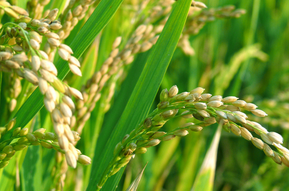 当前水稻管理应用的新技巧措施有什么制度