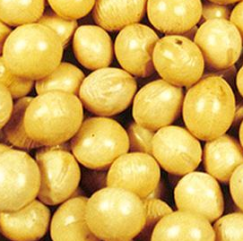 如何加强对粒豆选育种植管理新技术