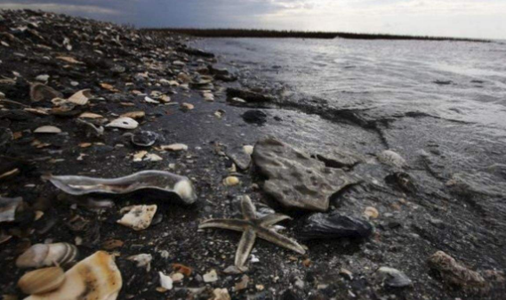 石油污染对海洋生物的影响