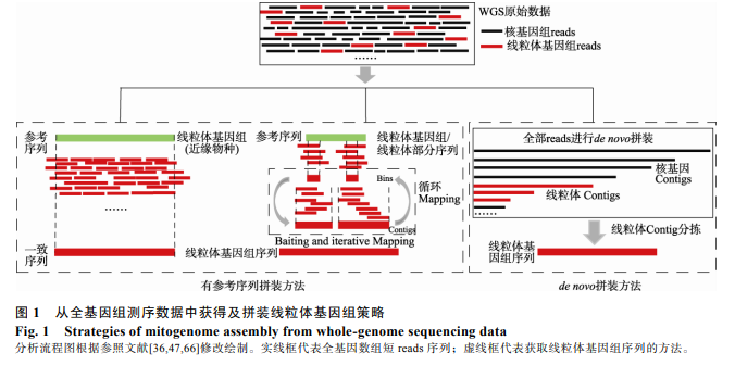 基因组时代线粒体基因组拼装策略及软件应用现状